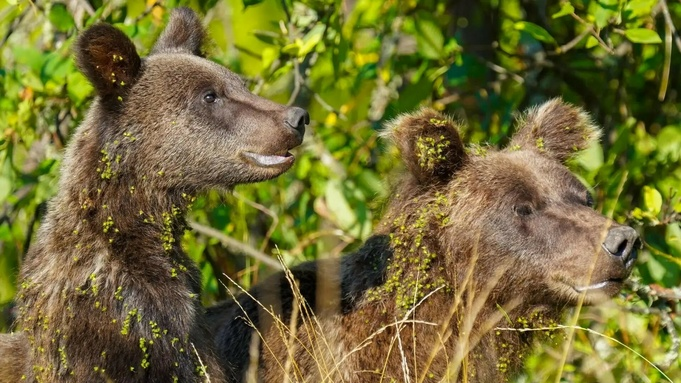 Косолапые оккупанты. Голодные медведи выходят к селам в Горном Алтае