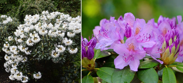 Рододендроны — символ садовой роскоши, неземной красоты и… кропотливого ухода