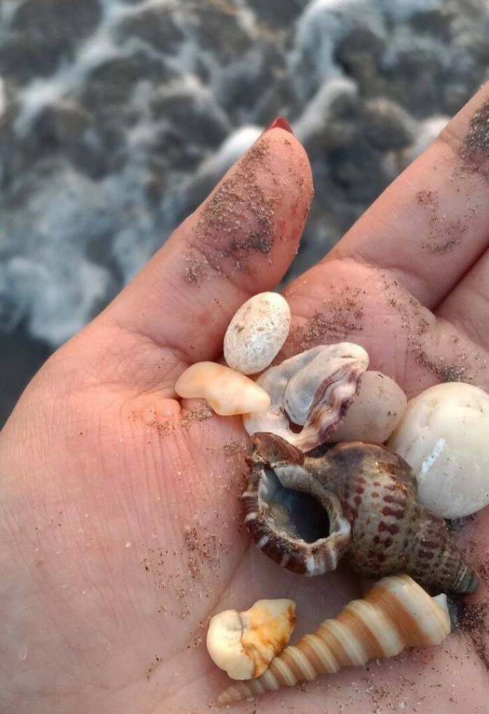 Почему не рекомендуется забирать ракушки с пляжа и увозить их домой