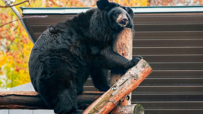 В Московском зоопарке впервые за годы реабилитации уснул гималайский медведь Вася