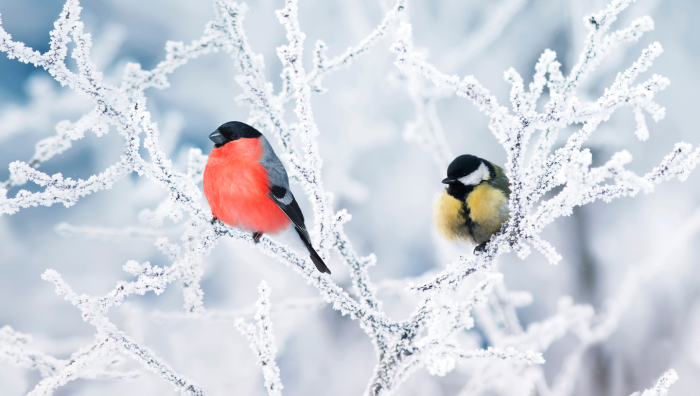 Зимние фотографии из жизни животных