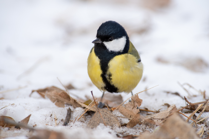 Записки астраханского натуралиста. Кто остался зимовать?