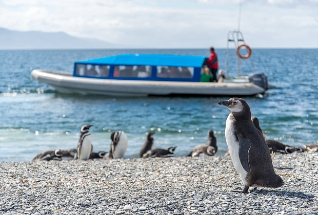 Пингвины: что за птицы, как выглядят, почему не летают