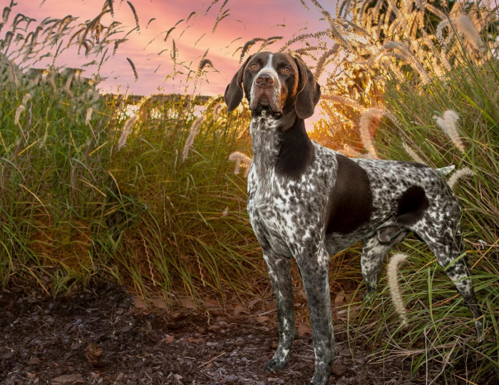 Подборка пород самых лучших охотничьих собак