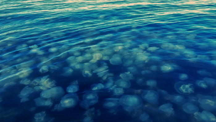 Трансформация морей: почему и как они меняются