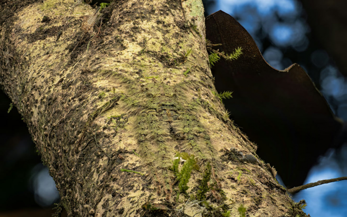 Победители конкурса «Фотограф года в жанре макросъемки 2025»