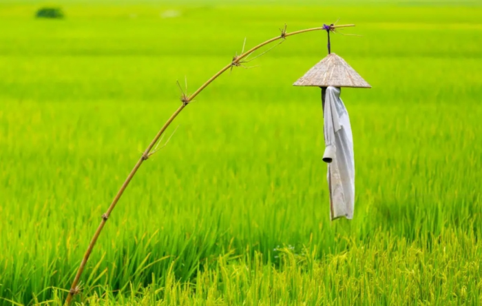 Надувные коровы как оружие японских фермеров против диких животных