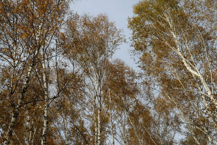 Золото октября. Как осень преобразила березовую рощу на окраине Барнаула