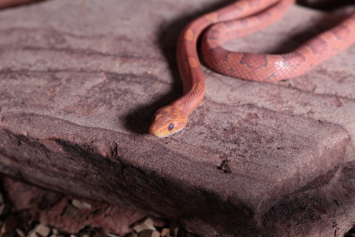 Первый террариум для первой змеи