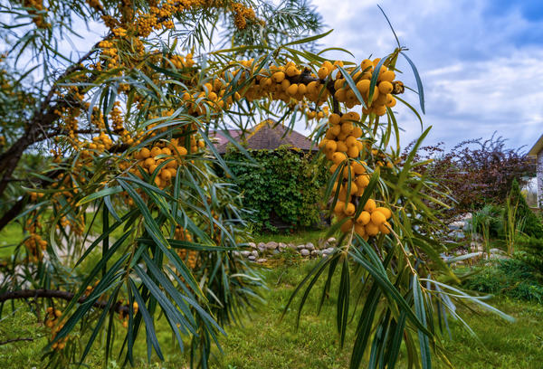 Одна из главных целей среднестатистического дачника — собрать большой урожай: и семью обеспечить, и соседей впечатлить