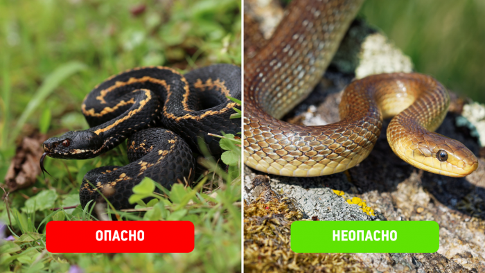 5 пар ядовитых и безвредных змей, которых легко перепутать