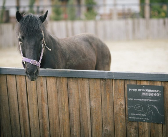 Зимние развлечения на ферме Viva Lavanda: символ года, мастер-классы и аудиогид