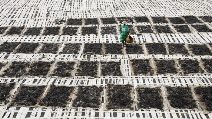 Почему ваниль — это одна из самых дорогих пряностей в мире