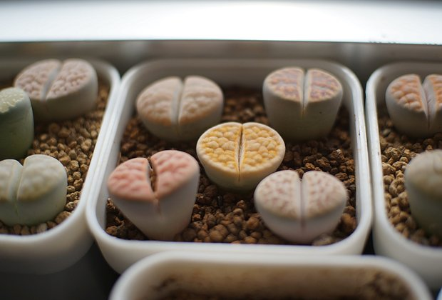 Литопсы: уход за «живыми камнями». Как вырастить суккулент в домашних условиях