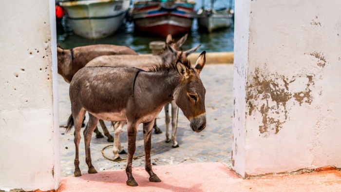 Пешком, на лодке или на осле: 9 мест, где нельзя ездить на машине