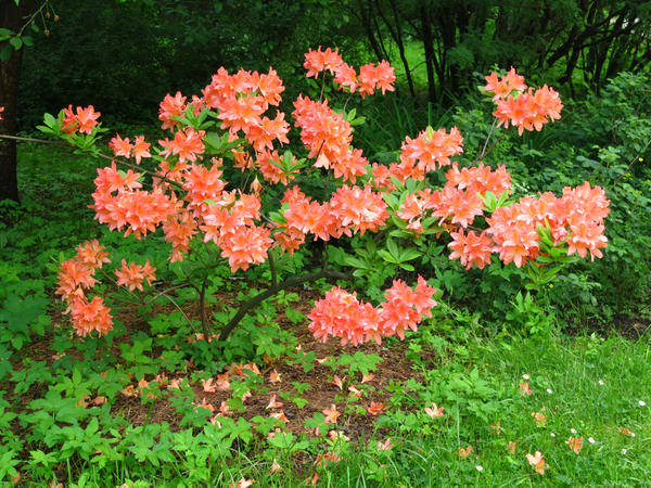 Рододендроны — символ садовой роскоши, неземной красоты и… кропотливого ухода