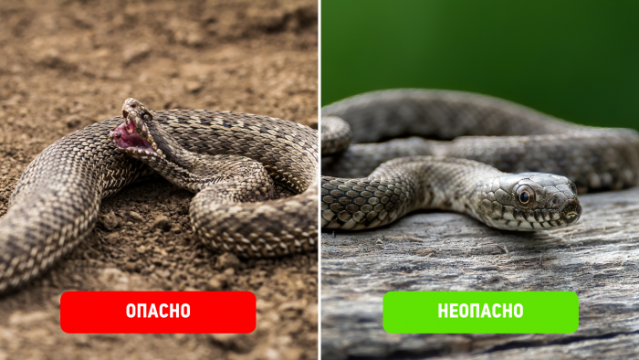 5 пар ядовитых и безвредных змей, которых легко перепутать