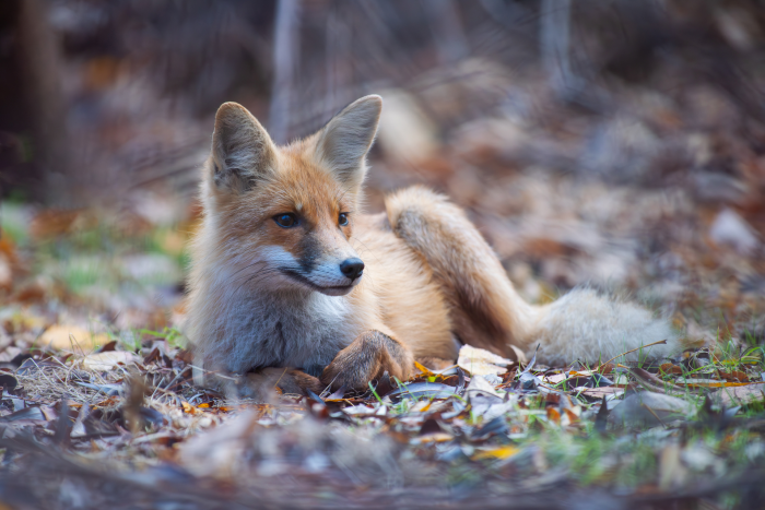 Записки астраханского натуралиста. Знакомство с лисенком
