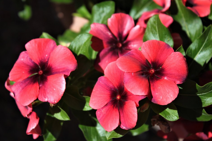 Катарантус: описание, виды и сорта цветка. Выращивание и уход за растением в домашних условиях и в открытом грунте