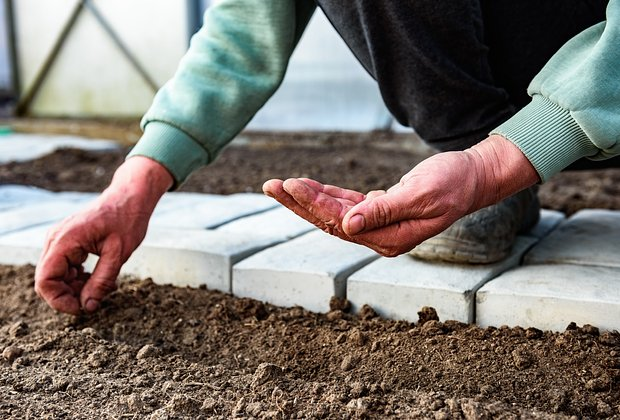 Цветок цинерария: сорта, посадка и уход