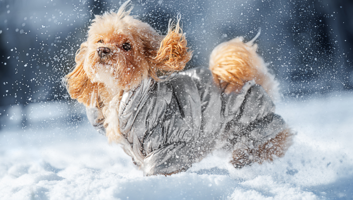 Почему собаки так любят снег