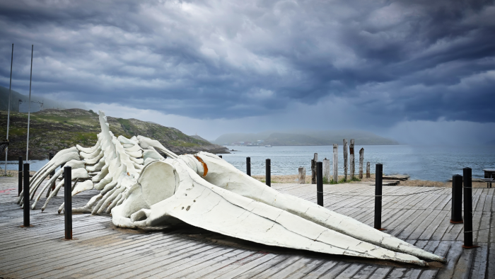 Териберка: что стоит сделать в этом селе Мурманской области