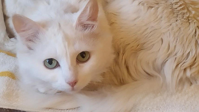 Осиротевшего кота погибшего художника пытаются найти и спасти в Москве