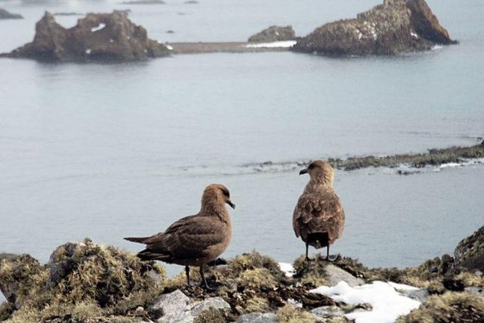 Исследователи случайно наткнулись на секретный остров в “опасной зоне”
