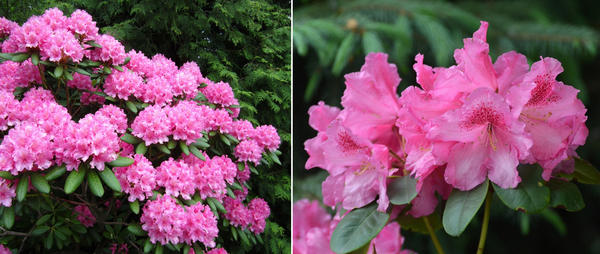 Рододендроны — символ садовой роскоши, неземной красоты и… кропотливого ухода