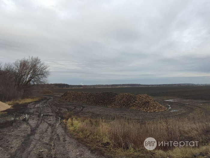 Татлы тамыр казып алына: Чөгендер басуында батмадык, шикәр заводына керә алмадык