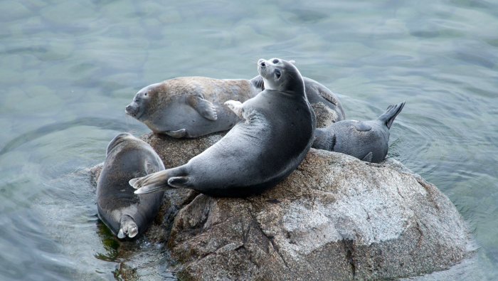 Байкальская нерпа: как живет эндемик  самого глубокого озера в мире