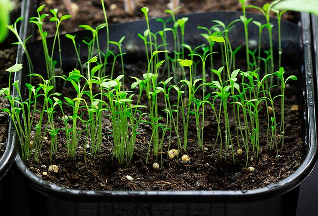 Рассада вытягивается: почему, что делать? Причины и меры профилактики