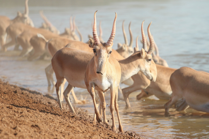 От игольчатого льда Байкала до степных тюльпанов: 8 идей для путешествий этой весной