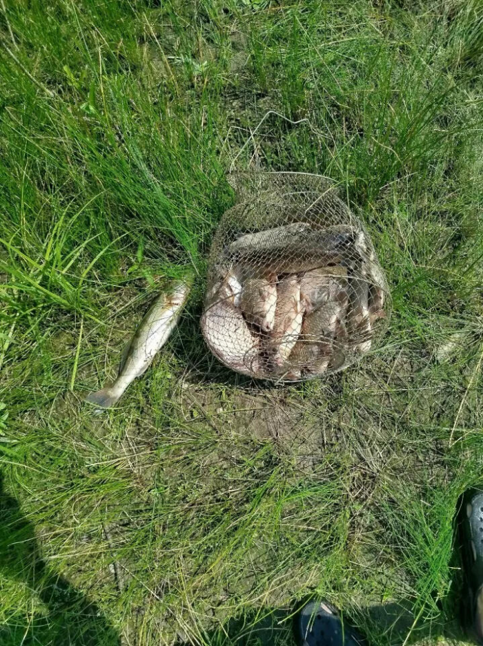 Алтайские рыбаки похвастались богатым уловом и местами клева. Фото