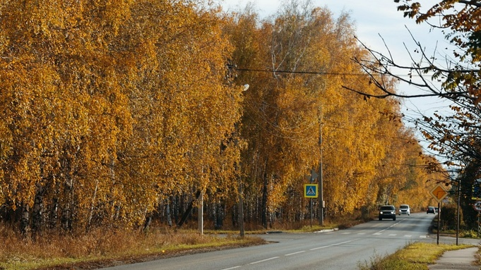 Золото октября. Как осень преобразила березовую рощу на окраине Барнаула