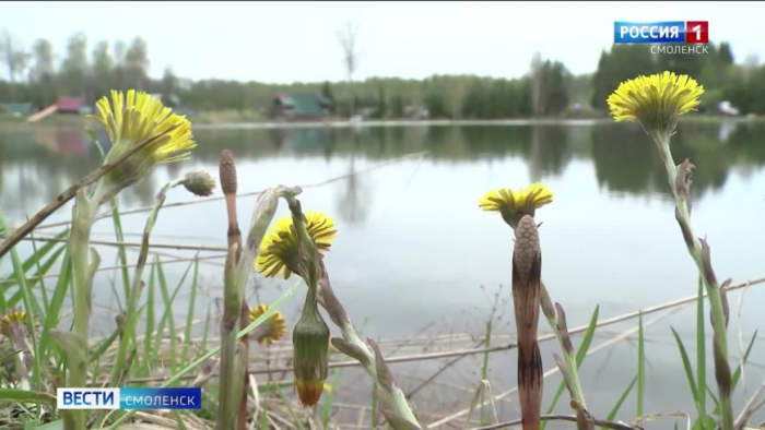 Видео: Житель Смоленщины создал на участке 15 искусственных озер