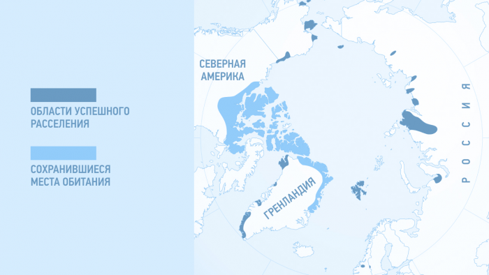 Овцебык: как живет этот древний исполин ледниковой эпохи