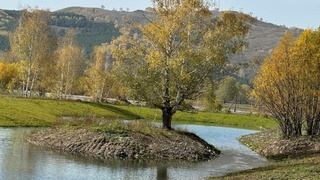 Чарышский девелопер запустил проект по спасению хвойных деревьев