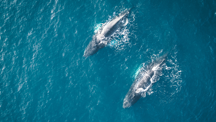 Гренландия: ледяное сердце Арктики, за которым  всегда охотились нации