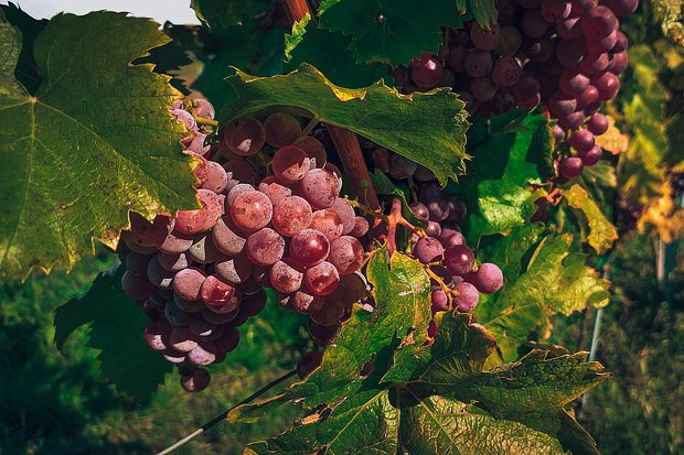 Куда поехать в бархатный сезон 2026 года в России? Лучшие направления для отдыха на море и не только