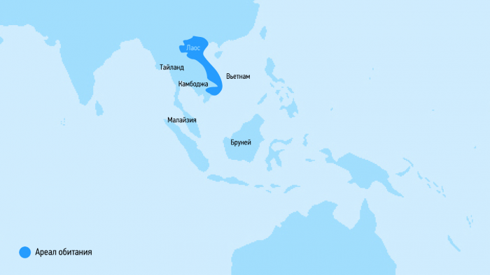 Почему карликовый лори стал сенсацией в соцсетях
