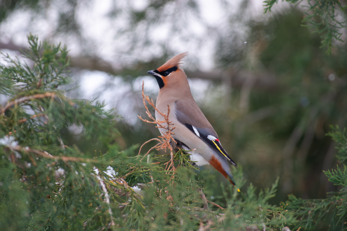 Записки астраханского натуралиста. Свиристели, гости с Севера