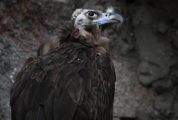 Птицы из Красной книги России: 15 редких видов с фото, места обитания