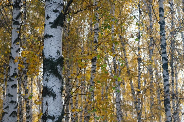 Золото октября. Как осень преобразила березовую рощу на окраине Барнаула