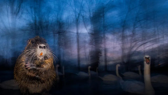 Победители конкурса «Фотограф дикой природы года 2025»