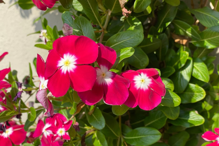 Катарантус: описание, виды и сорта цветка. Выращивание и уход за растением в домашних условиях и в открытом грунте