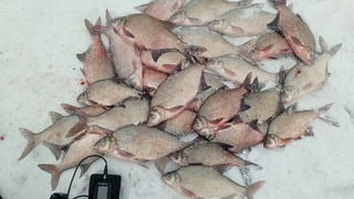 Рыбаки Алтайского края показали солидные последние уловы марта