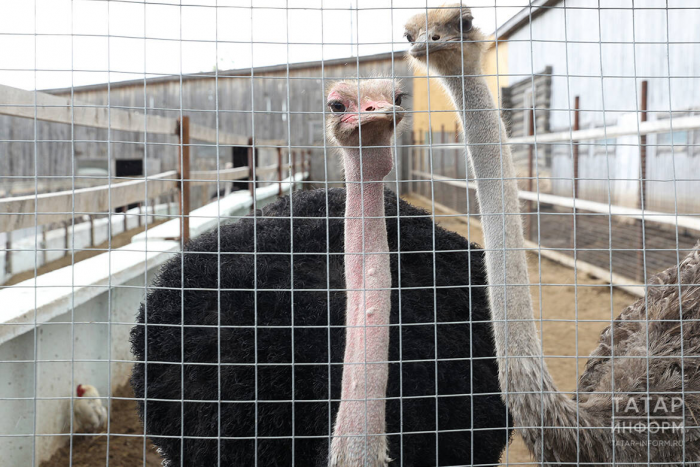 Страусы, олени и альпаки: гид по фермам Татарстана – куда поехать с детьми