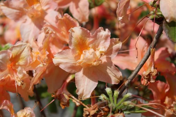 Рододендроны — символ садовой роскоши, неземной красоты и… кропотливого ухода