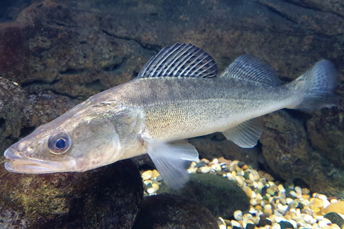 Гигантские «рыбы-крокодилы» завелись в российском регионе